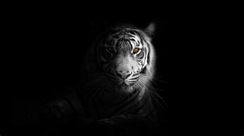 Download Wallpaper 3840x2160 Portrait Minimal White Tiger Dark 4k
