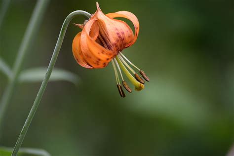 Spotted Mountain Lily Photograph By Lkb Art And Photography Pixels