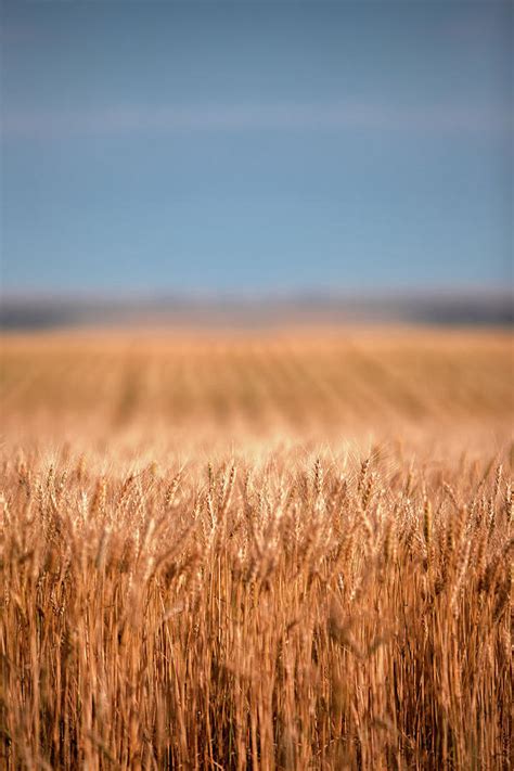 Long Wheat Photograph By Todd Klassy Fine Art America