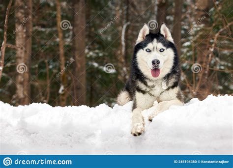 Siberian Husky Dog Sunny Winter Portrait Husky Copy Space Stock Photo