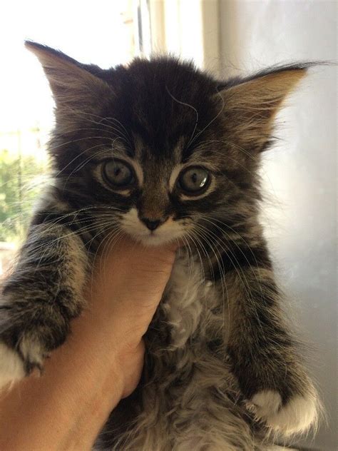 Origins, colors, price, health issues, nutrition. GORGEOUS ORIENTAL LONGHAIR X BENGAL KITTENS | in Sherwood ...