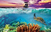 Explore the "Great Barrier Reef" with us when the film opens Nov. 3 in ...