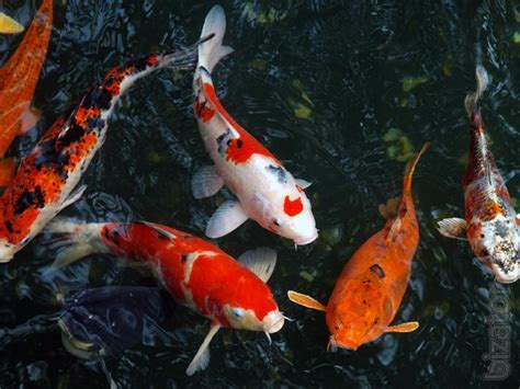 We did not find results for: colored carp,koi wholesale,koi farm,shop,pet store ...
