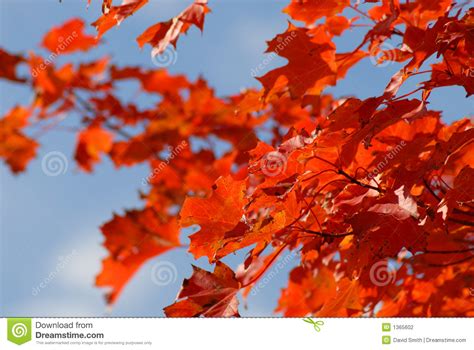 Red Autumn Foliage Against Blue Sky Stock Photo Image Of Vivid Tree