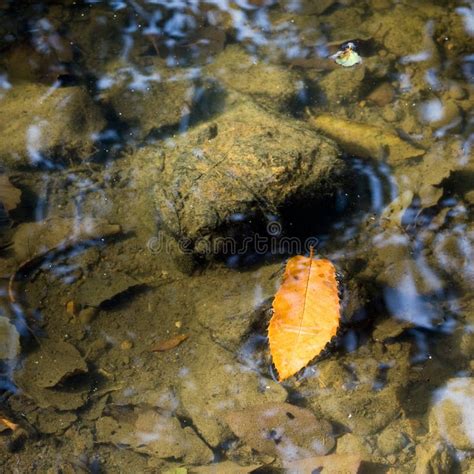 Fallen Leaf Floating On Water In Autumn Stock Photo Image Of Brown