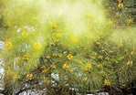 PINE POLLEN 1 | The Chatham News + Record
