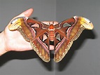 Qual'è la piu' grande farfalla del mondo? ... e la piu' piccola?