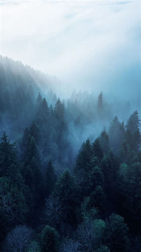 Download Wallpaper 2160x3840 Forest Trees Fog Rays Samsung Galaxy S4