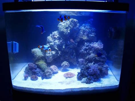 29 Biocube Community Photographs Gallery Coral Reef Aquarium