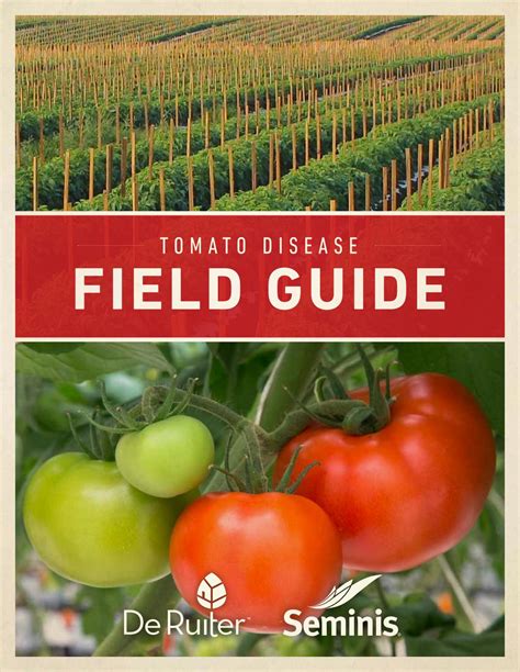 As these spots expand, they develop. Tomato disease guide by Suresh L M - Issuu