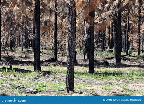 Stunning Brown Burn Pine Tree Forest Recent Bushfire Stock Photo