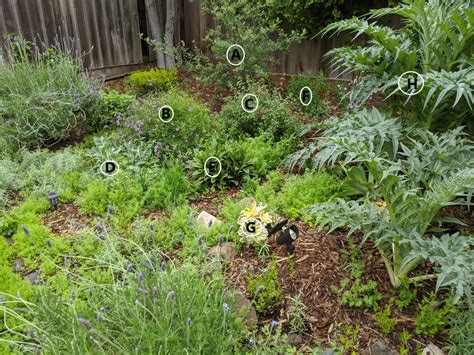 Help Identify Plants In New Herb Garden Zone 10a Gardening