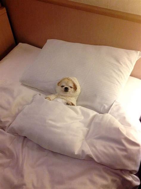 20 Sleepy Dogs Whore Definitely Not Letting You Sleep In Your Bed Tonight