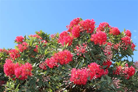 Red Flowering Eucalyptus Gum Tree Stock Photo Image Of