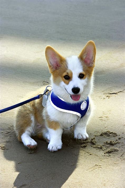 Please let us know what you think by leaving a comment. The 188 Best Dog Names that Start with 'B' | Corgi puppy ...