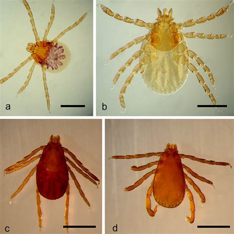 Immature And Adult Stages Of Rhipicephalus Sanguineus A Larva