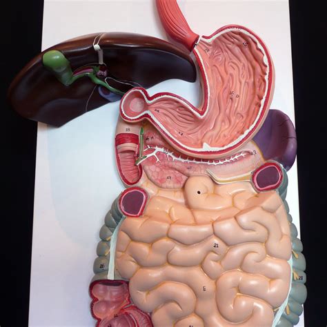Anatomical Human Digestive System Model Organs Products Medical