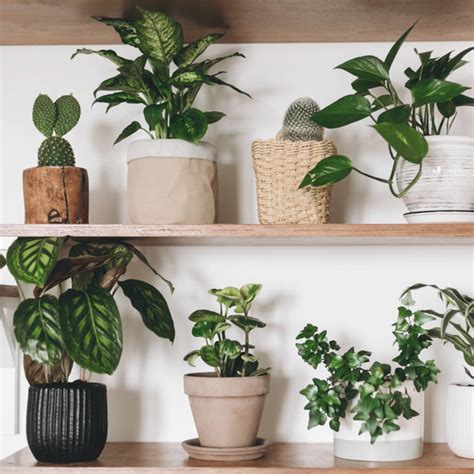 Most Popular Tropical House Plants House Design Ideas