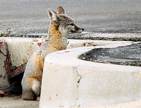 California Bullet Train Agency Damaged Habitat Of