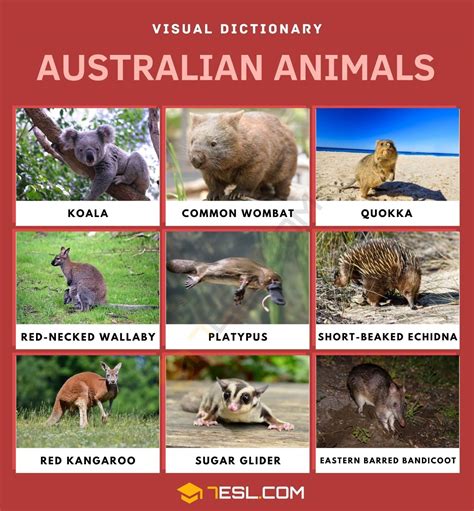 Most Common Animals In Australia
