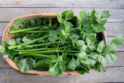 When And How To Harvest Celery Gardeners Path