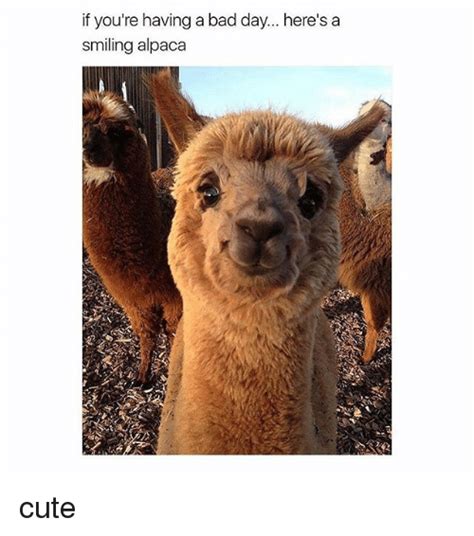 If Youre Having A Bad Day Heres A Smiling Alpaca Cute Bad Meme On Meme