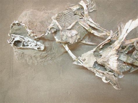 Velociraptor And Protoceratops Fossil Mid Combat Interestingasfuck