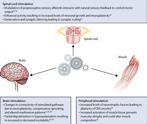 Neuromodulation In The Restoration Of Function After Spinal Cord Injury