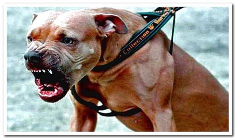How To Avoid Aggressiveness In Pitbull Dogs Dogsis