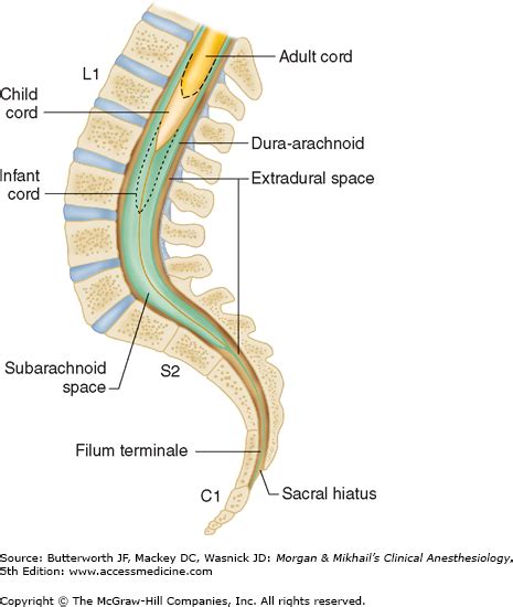 Spinal Epidural And Caudal Blocks Anesthesia Key