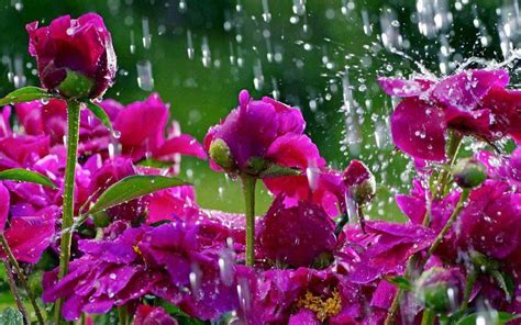 Raindrops On Flowers With Images Rain Wallpapers