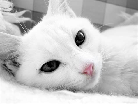 White Cat With Dark Eyes Close Up Wallpapers And Images Wallpapers
