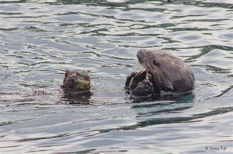 sea otters could ve learned to use tools before the first pre human the irish news