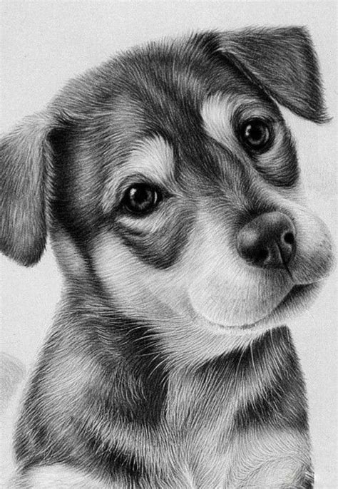 Pin By Yulia On Dibujos Con Lapiz Dog Pencil Drawing Pencil Drawings