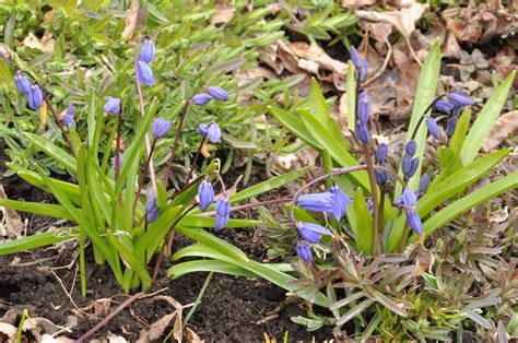 Northern Exposure Gardening Tiny Spring Bulbs And Flowers