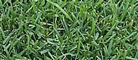 I will show you photos of my lawn about four weeks after i most items come with a limited manufacturer's warranty. Empire Zoysia Sod | Atlanta Metro Sod