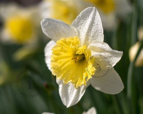 Narcissus Ice Follies Kopen Grootbloemige Narcis