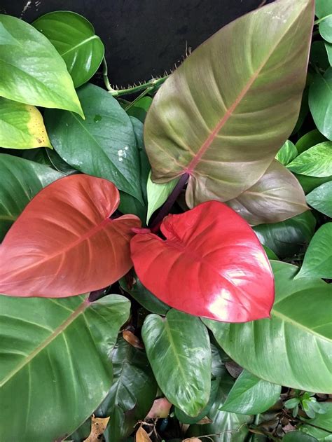 Different Philodendron Varieties