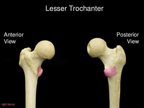 Slideshow Femur