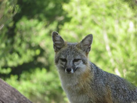 Gray Fox Urocyon Cinereoargenteus Bewicks Wren Was Maki Flickr