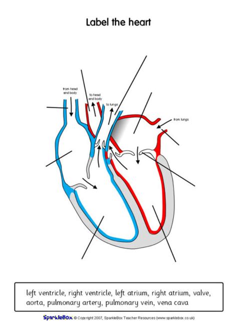 Label The Heart Worksheets Sb6634 Sparklebox