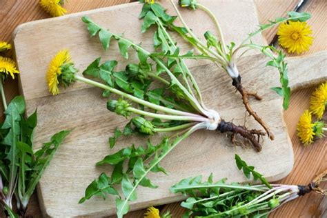 Edible Wild Herbs For Your Garden In Spring That Heal And Revitalize