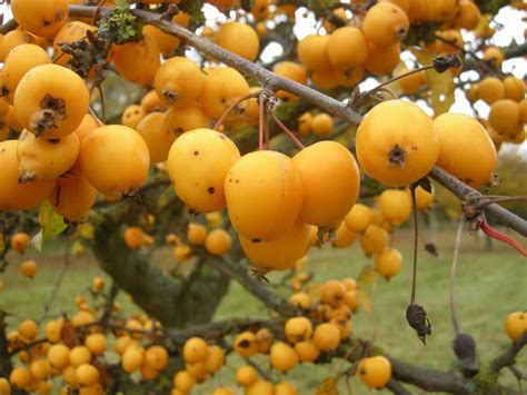 Malus X Zumi ‘golden Hornet Crab Apples Deciduous Trees And Plants