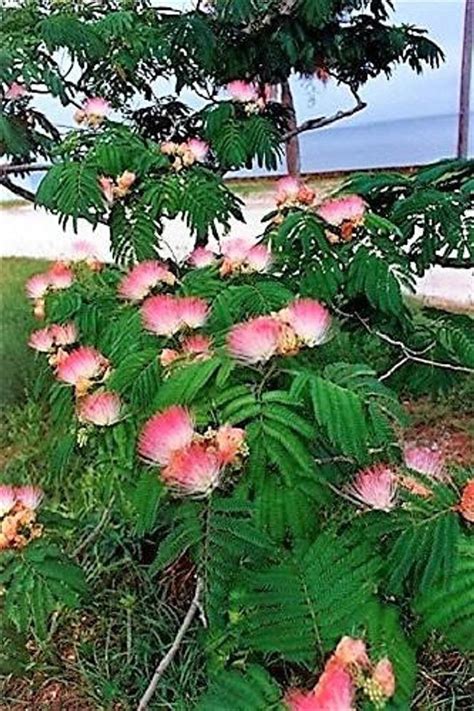 Maybe you would like to learn more about one of these? 25 MIMOSA / Persian SILK TREE Albizia Julibrissin Seeds ...