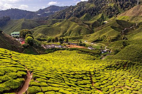 Cameron highlands is known for its cool hilltop climate and is a perfect retreat if you want to escape the hustle and bustle of the city or the heat. Malaisie : les Cameron Highlands, entre thé et randonnée