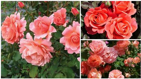 57 Top 3 Orange Roses Of The Week Exotic Garden Roses Episode 1