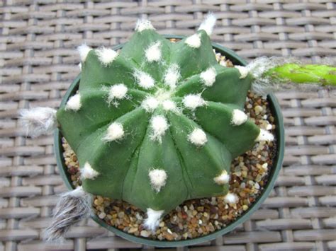 Echinopsis Subdenudata Easter Lily Cactus World Of Succulents