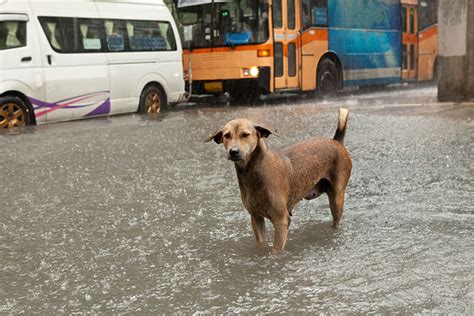 Prepare Now How To Protect Your Pet In Case Of A Natural Disaster