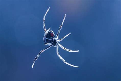 10 Of Africas Scariest Spider Species Spiders Scary Dangerous