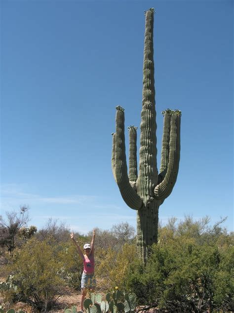 Giant Saguaro Cactus Seeds Carnegiea Gigantea 20